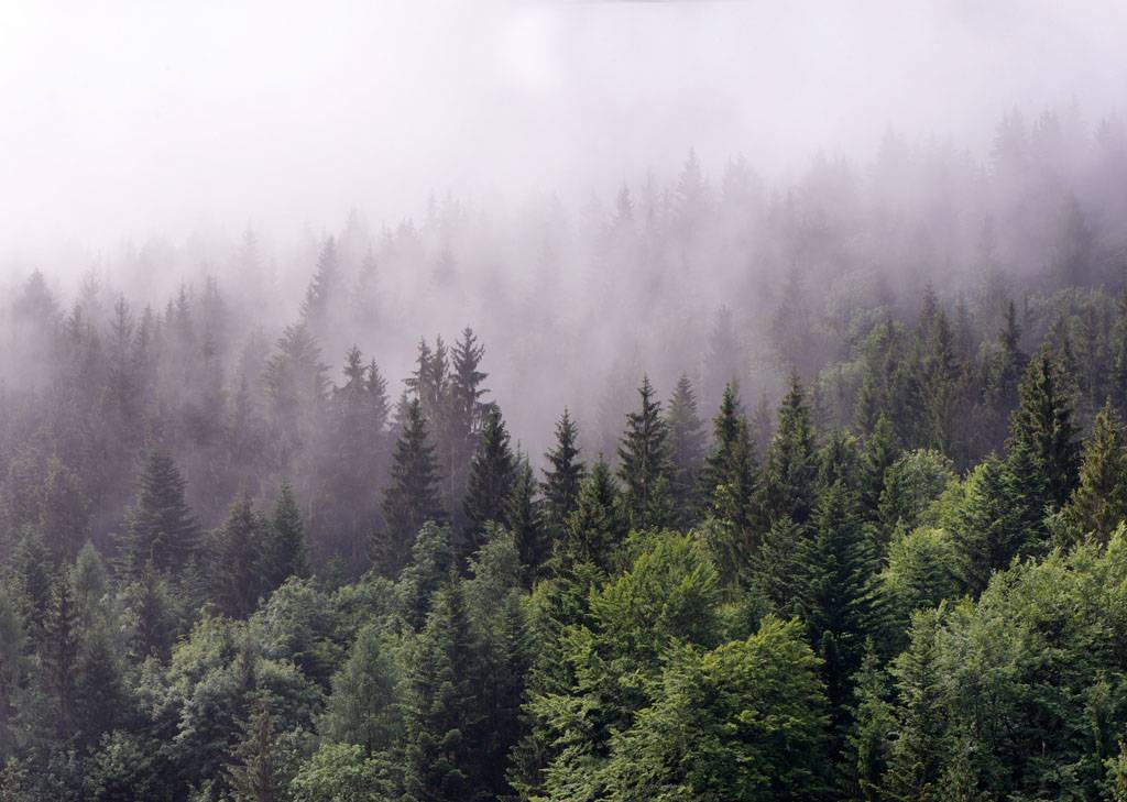 Фотообои Туман в зеленом лесу