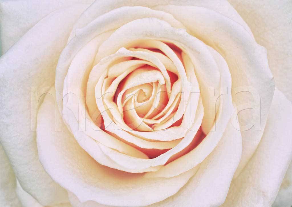 Фотообои Чайная роза красивая